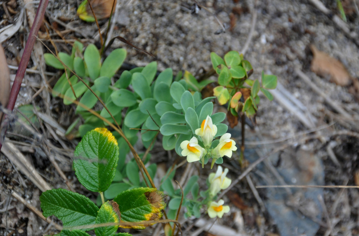 Image of Linaria japonica specimen.