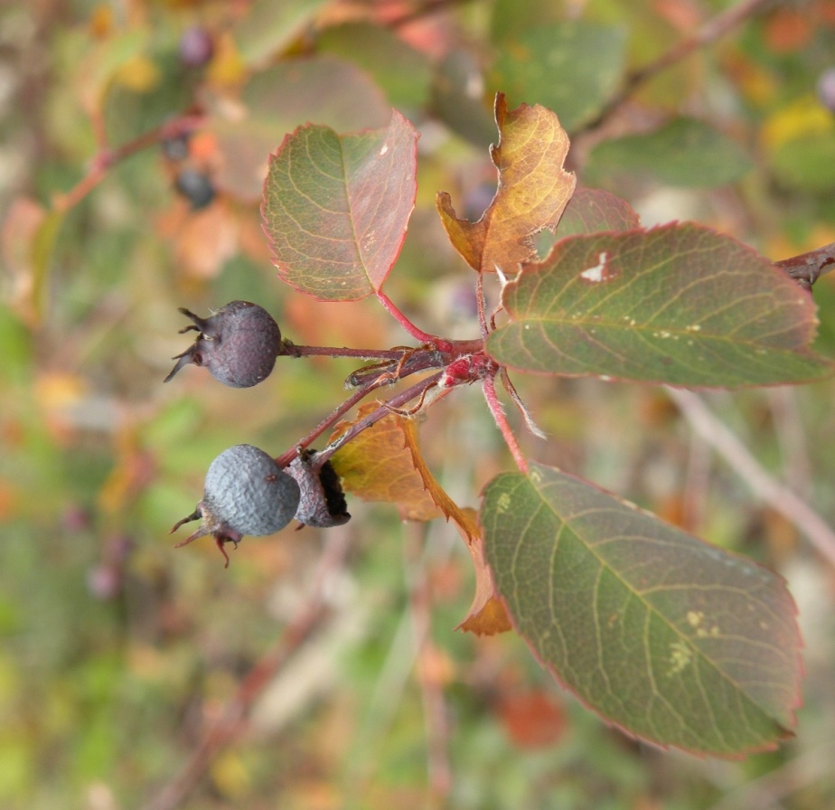 Image of Amelanchier ovalis specimen.