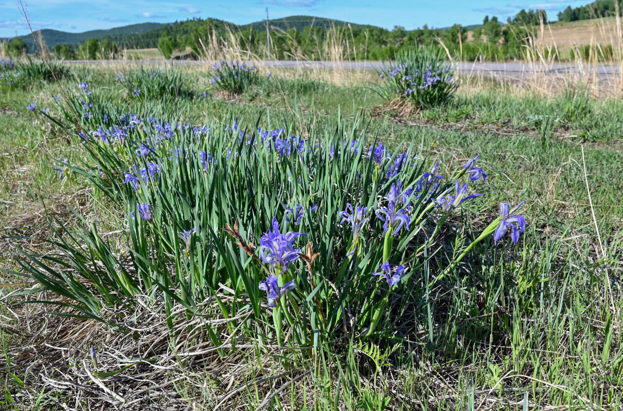 Изображение особи Iris biglumis.