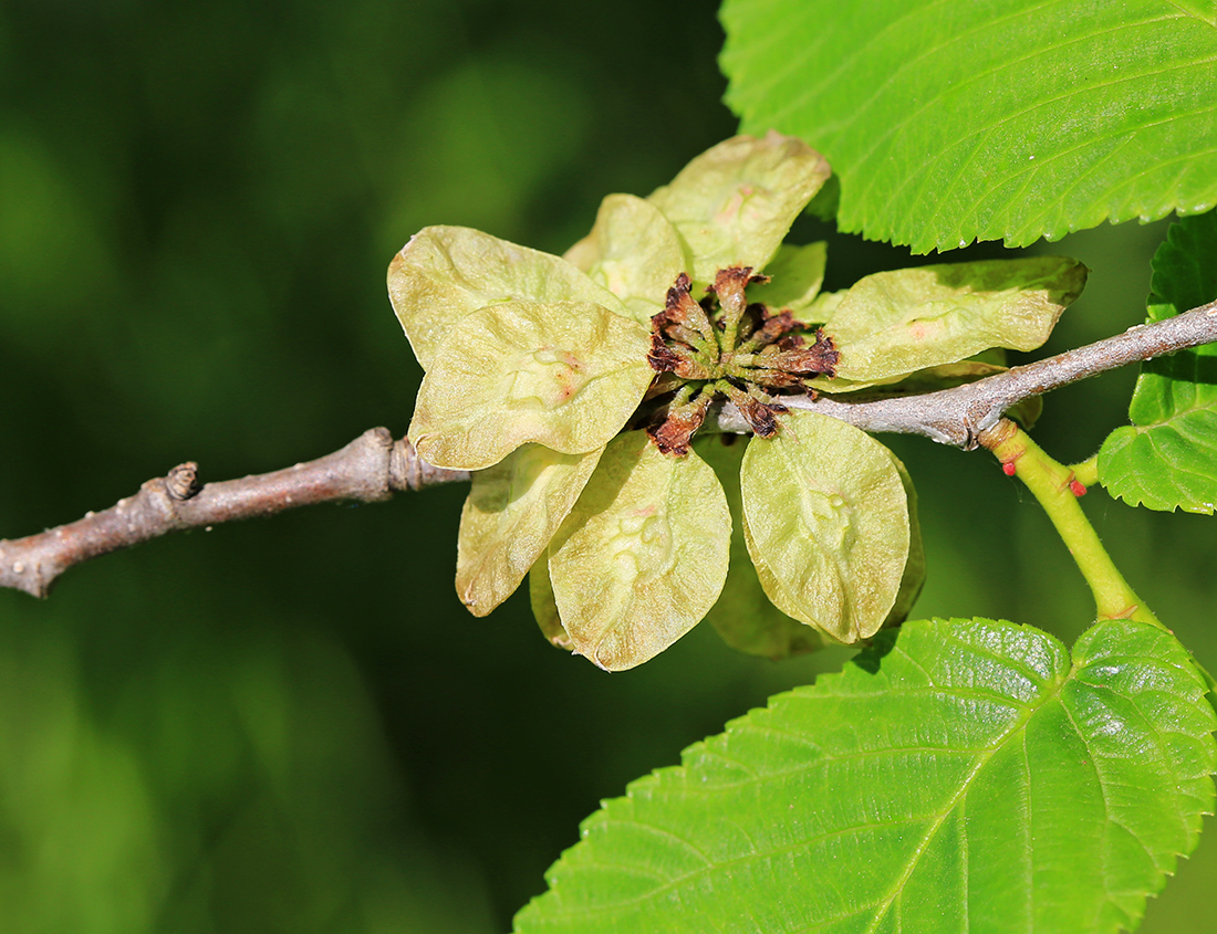 Изображение особи Ulmus laciniata.