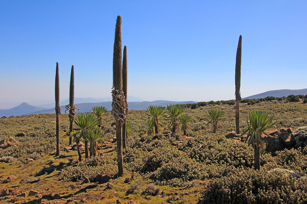 Image of Lobelia rhynchopetalum specimen.