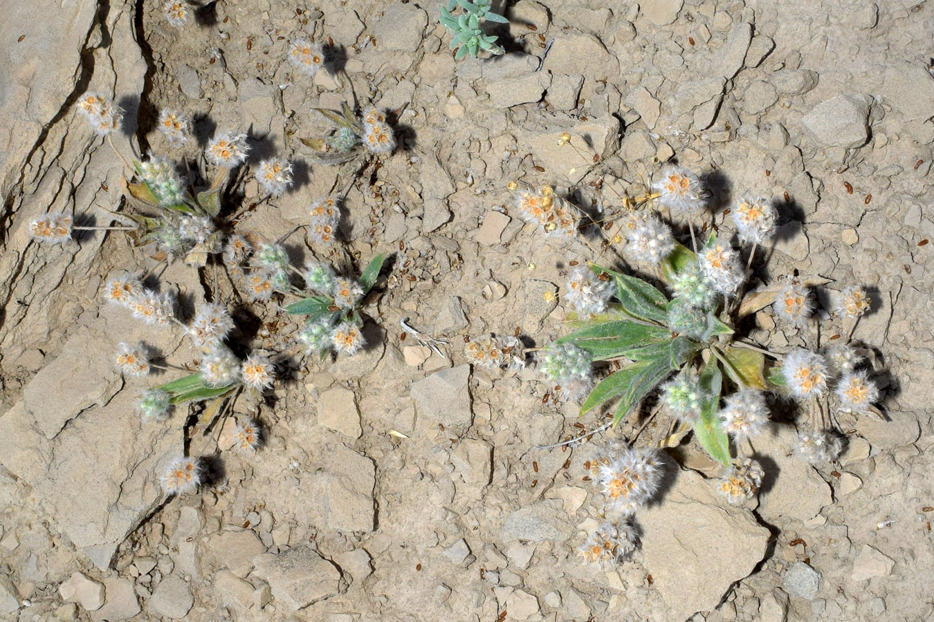 Image of Plantago lagocephala specimen.