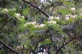 семейство Fabaceae. Ветви с соцветиями и прошлогодними соплодиями. Бутан, дзонгхаг Монгар, национальный парк \"Phrumsengla\". 05.05.2019.