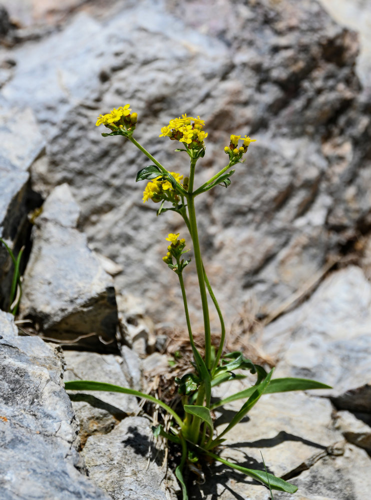 Image of Patrinia sibirica specimen.