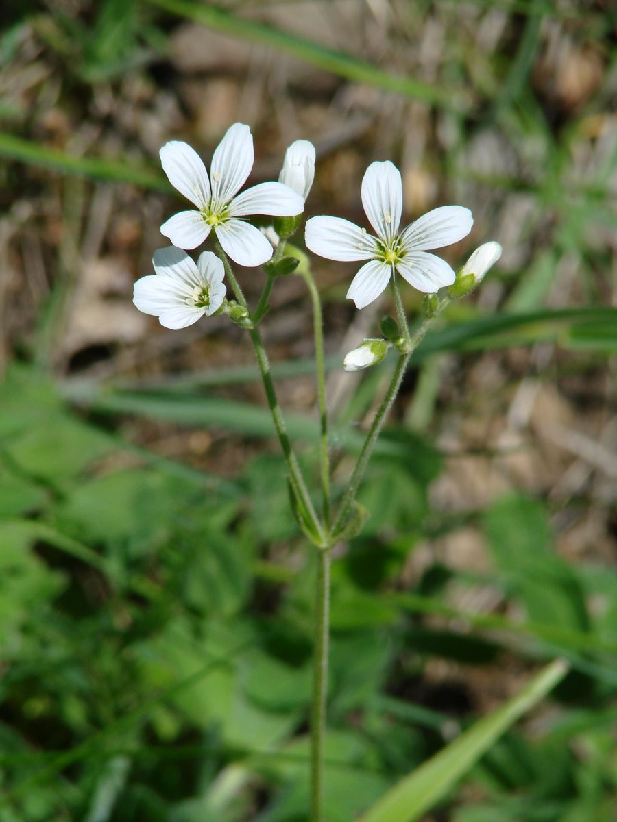 Изображение особи Cerastium pauciflorum.