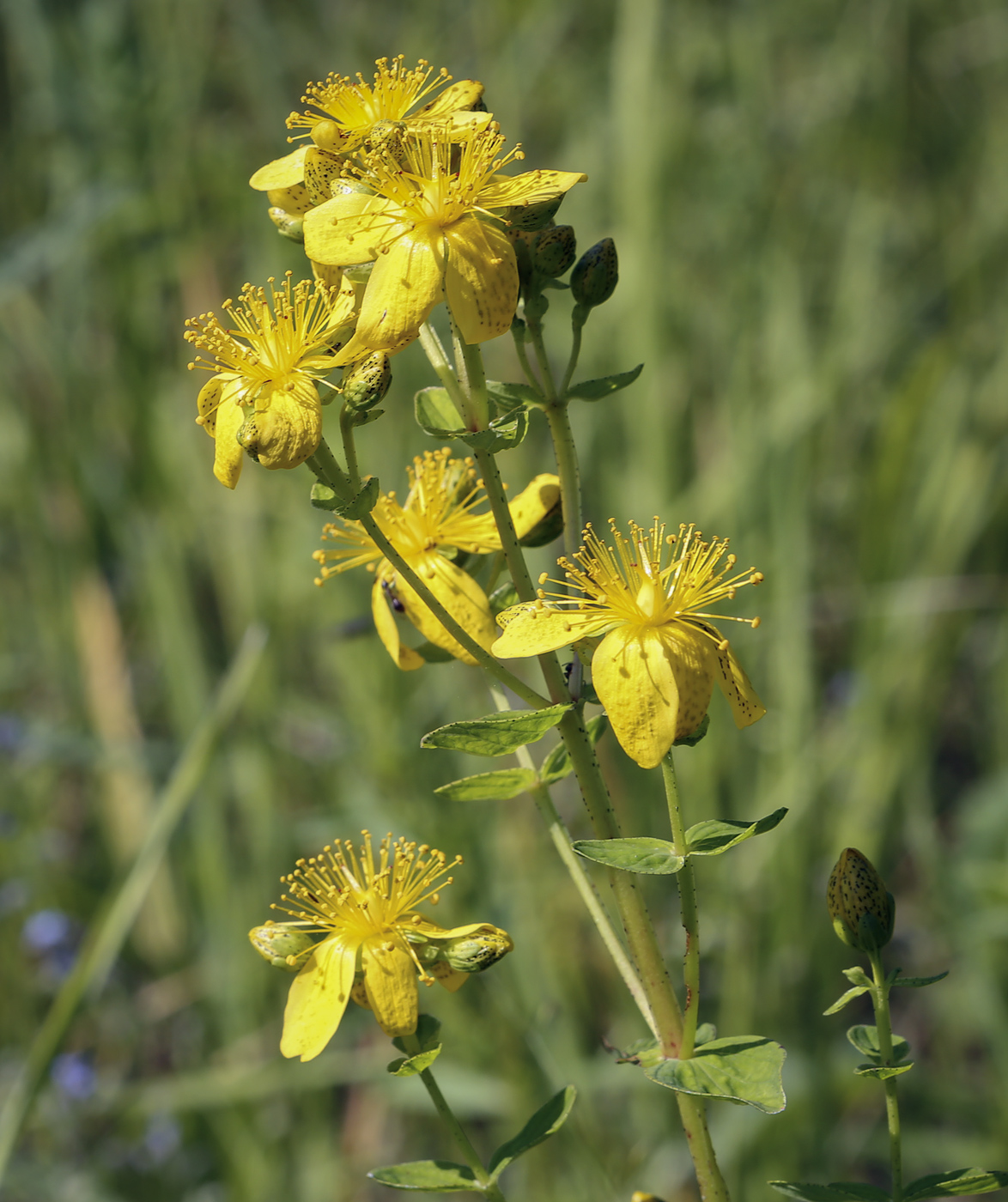 Image of Hypericum maculatum specimen.