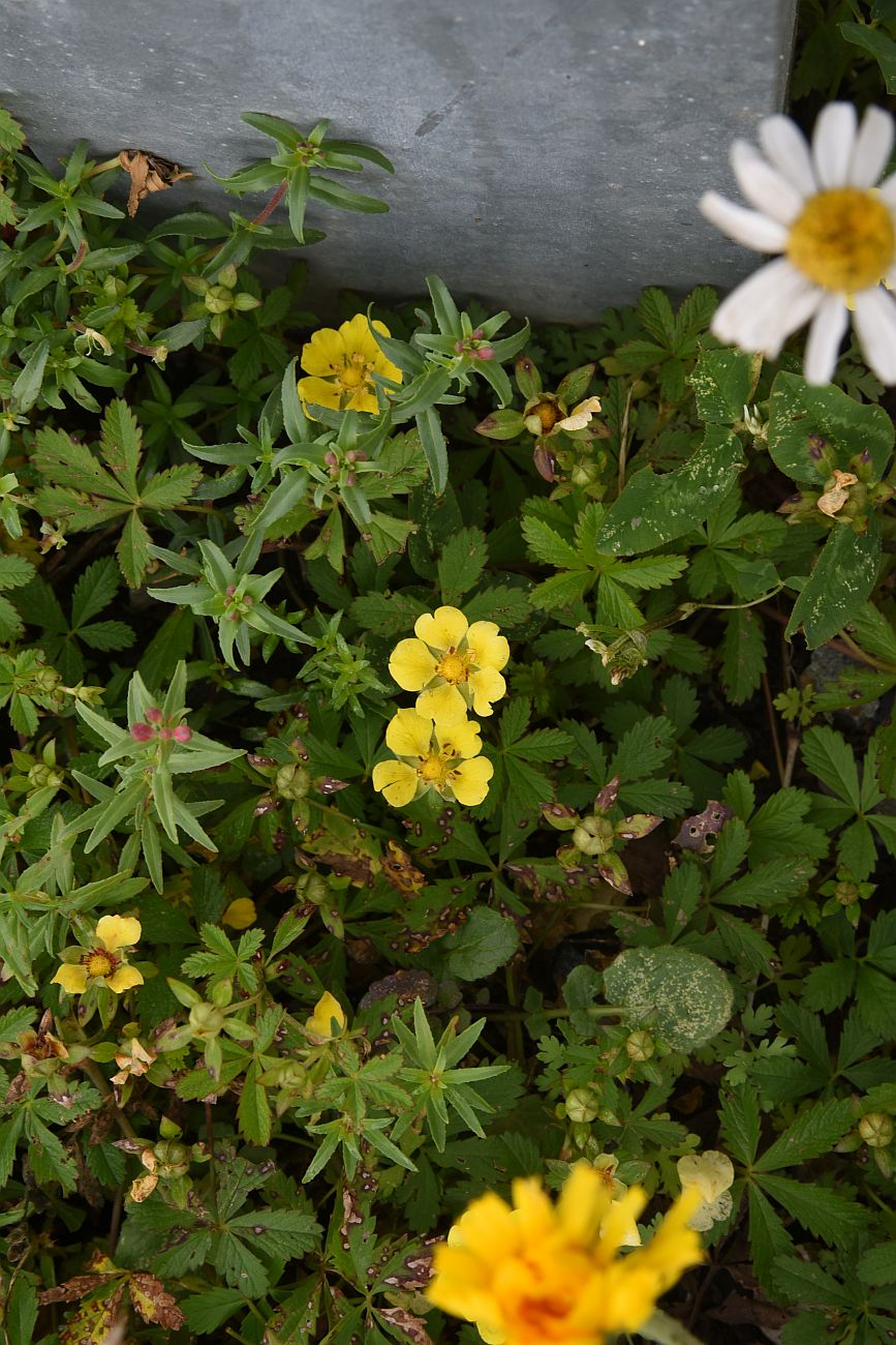 Image of Potentilla reptans specimen.