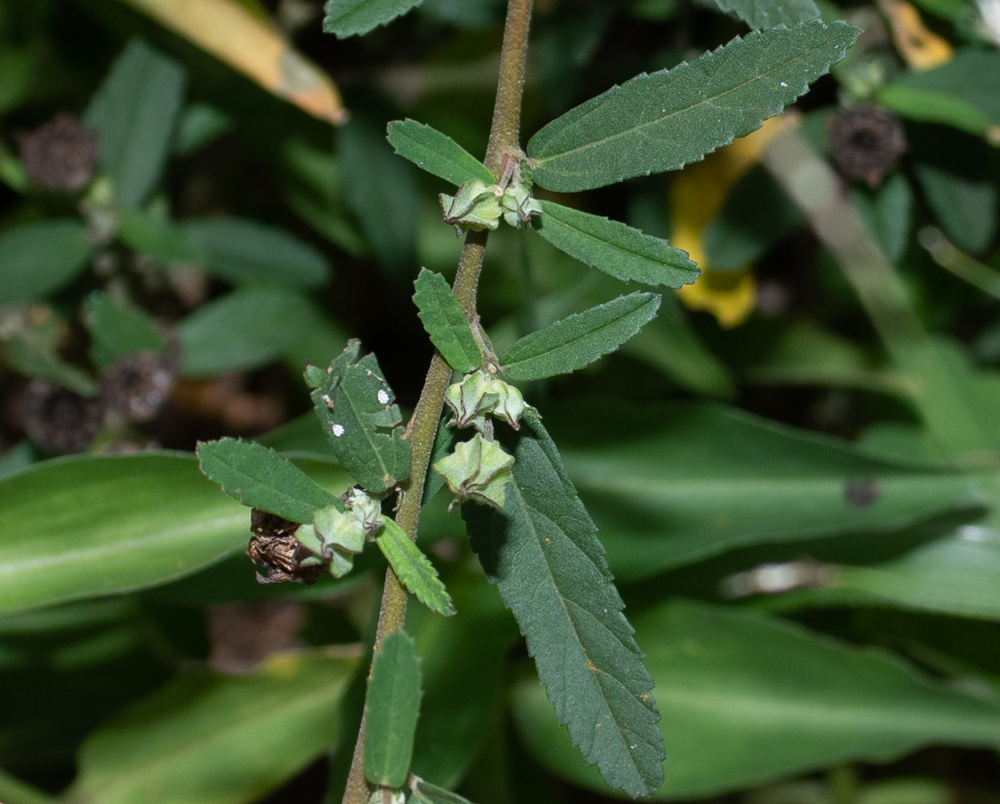 Image of Sida rhombifolia specimen.