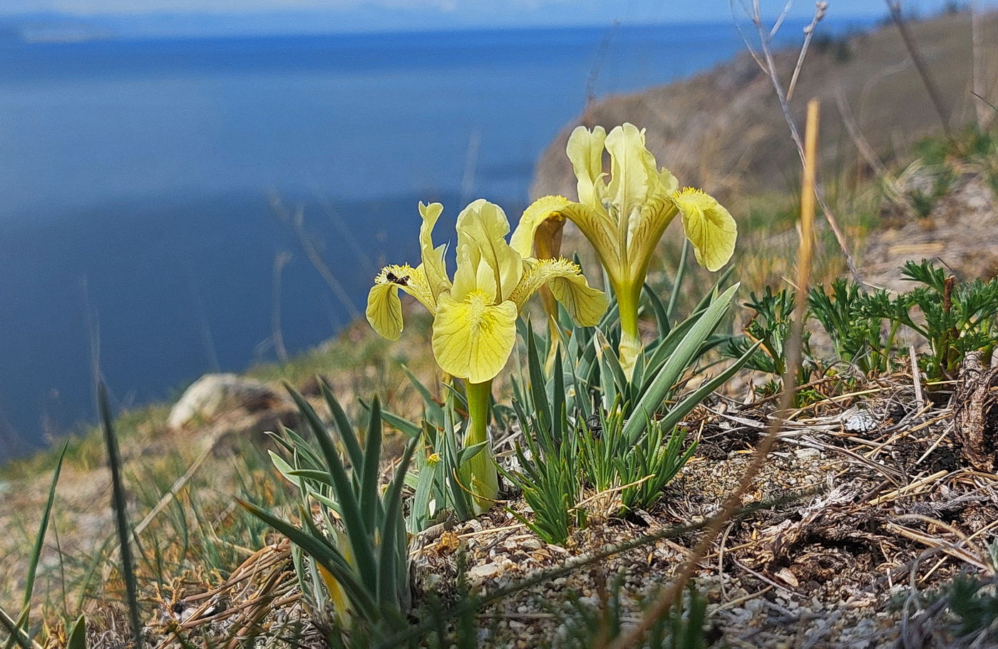 Image of Iris humilis specimen.