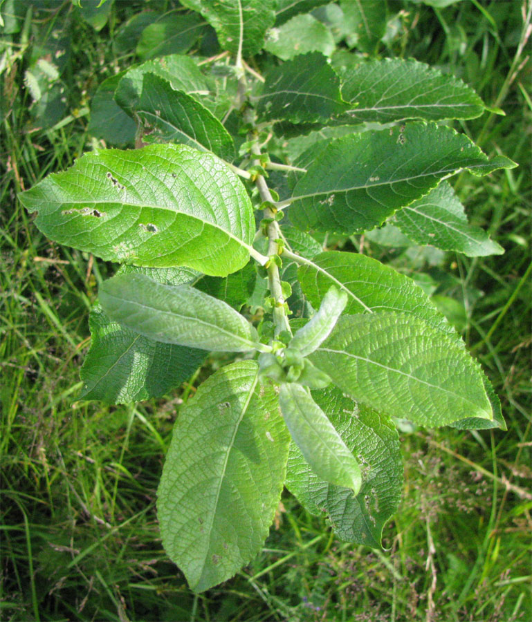 Image of Salix myrsinifolia specimen.