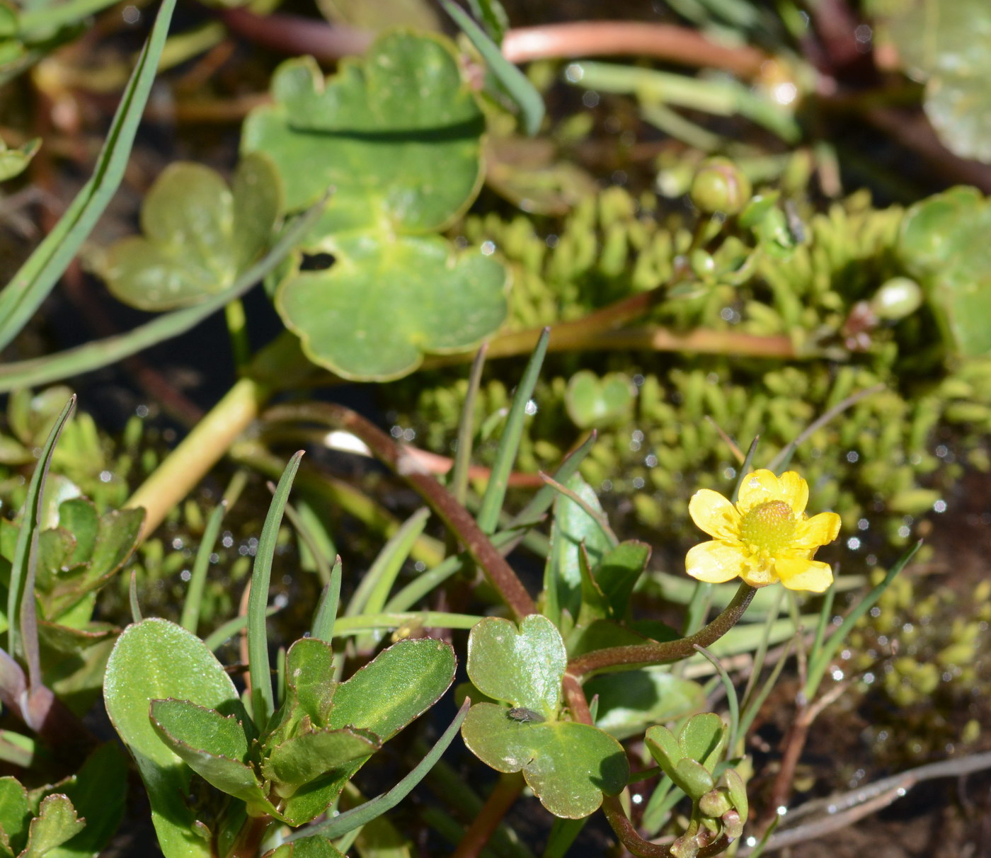 Image of Ranunculus natans specimen.