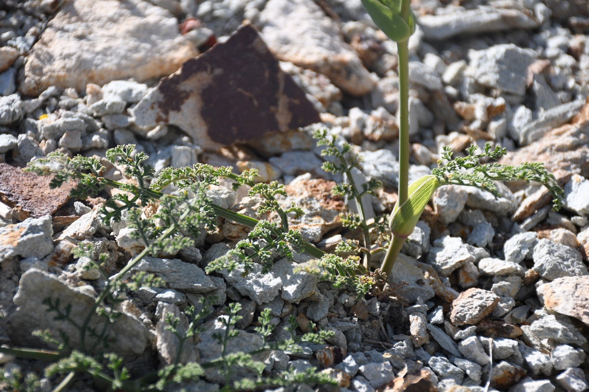 Image of Ferula pratovii specimen.