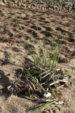 Typha angustifolia