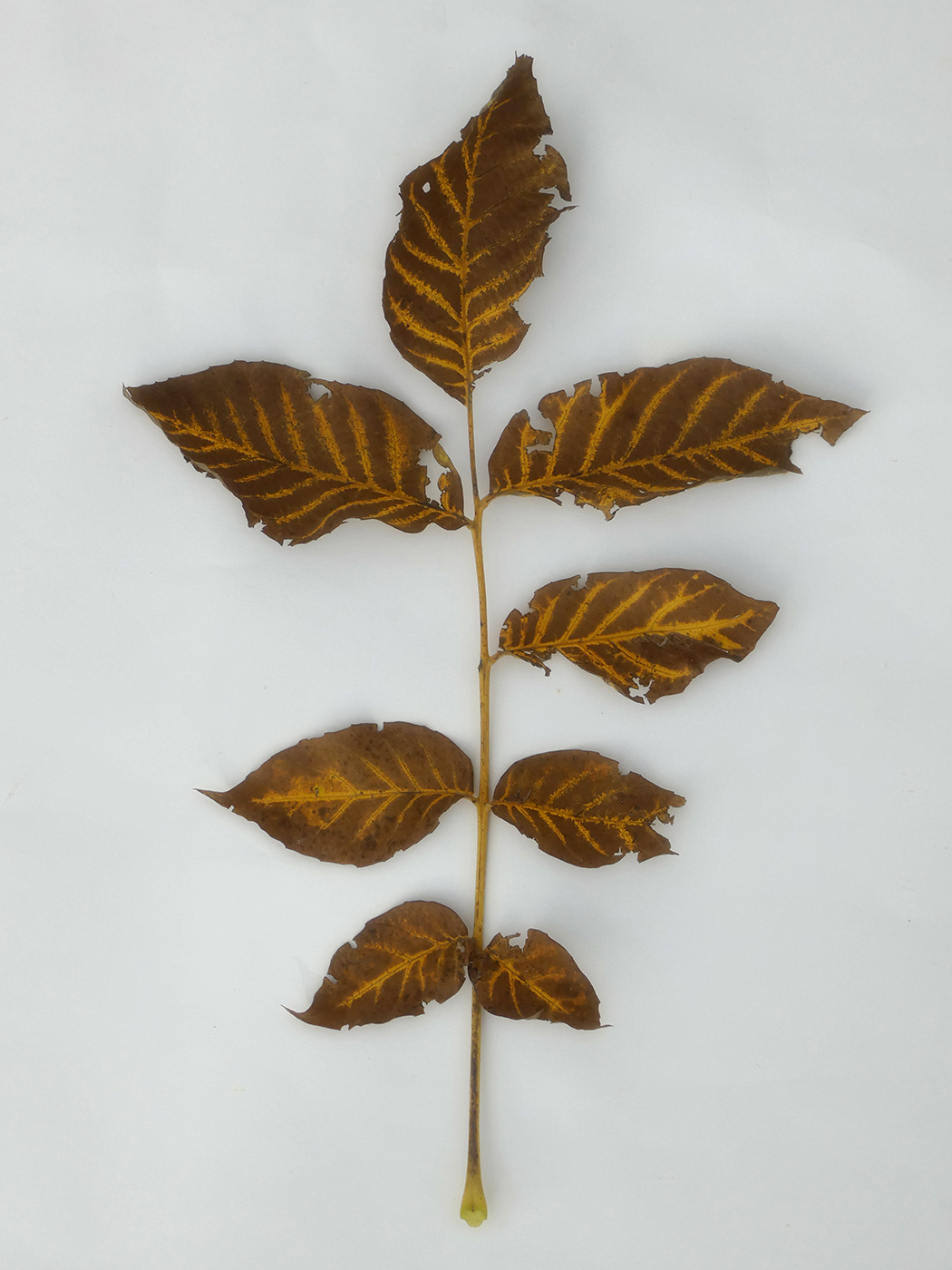 Image of Juglans regia specimen.