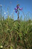 Campanula rapunculoides. Цветущее растение с аномальным соцветием и бутонизирующее (слева) растения. Беларусь, Витебская обл., южн. окр. пос. Езерище, выкашиваемый суходольный луг. 19.06.2023.