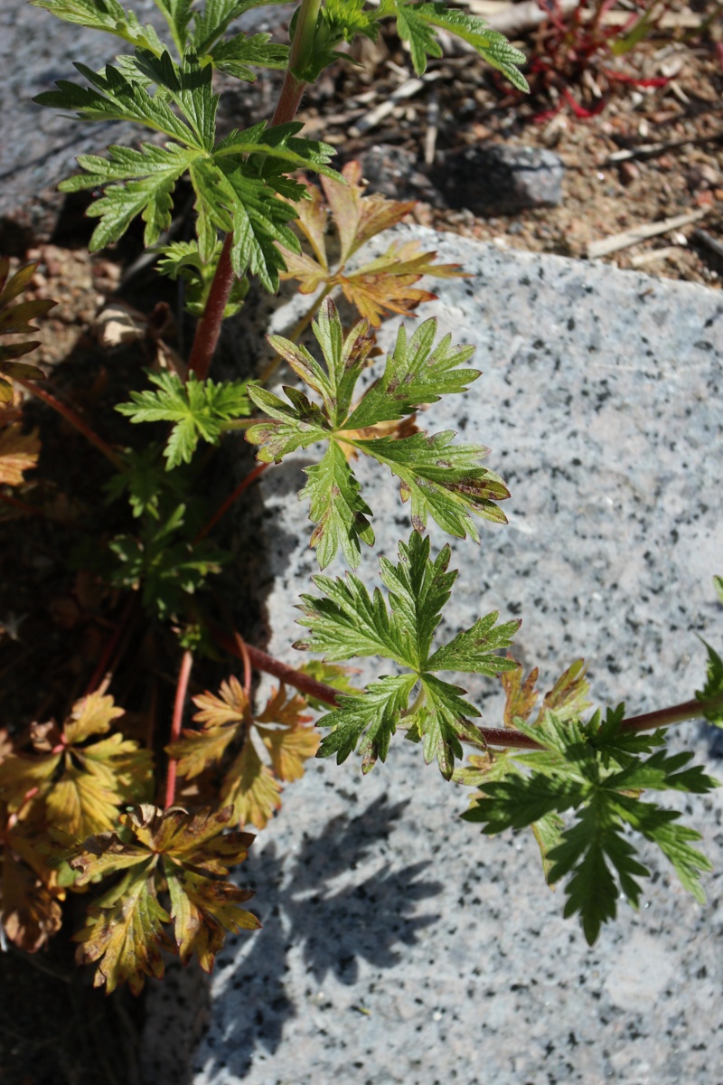 Image of Potentilla intermedia specimen.