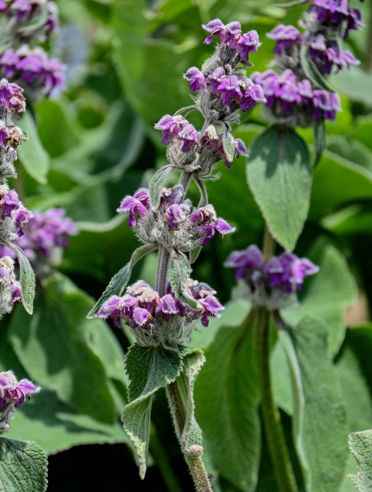 Image of Phlomoides oreophila specimen.