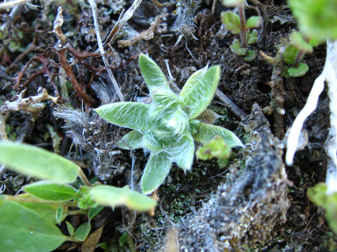 Изображение особи Eritrichium caucasicum.