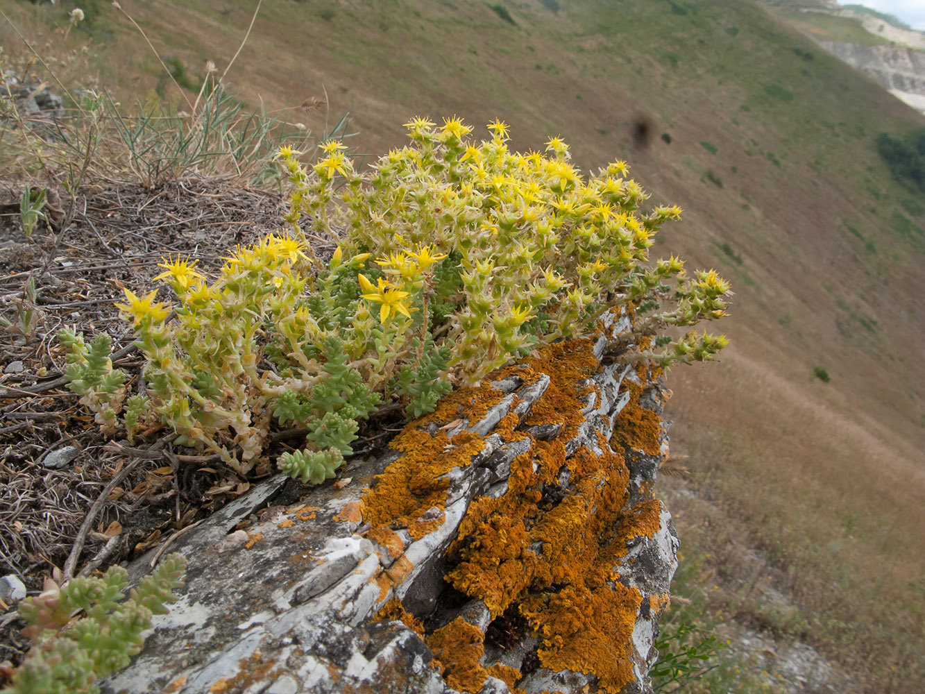 Image of Sedum acre specimen.