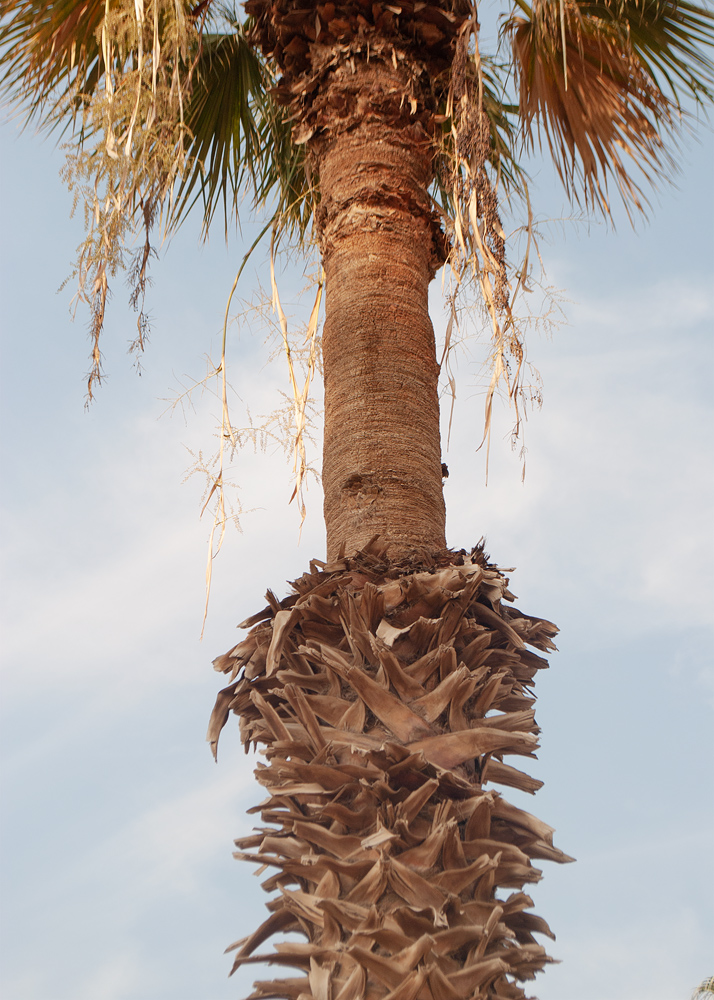 Image of Washingtonia filifera specimen.