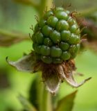 Rubus allegheniensis