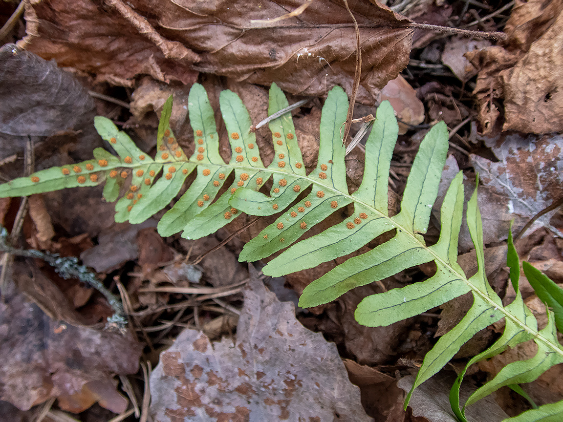 Изображение особи Polypodium vulgare.