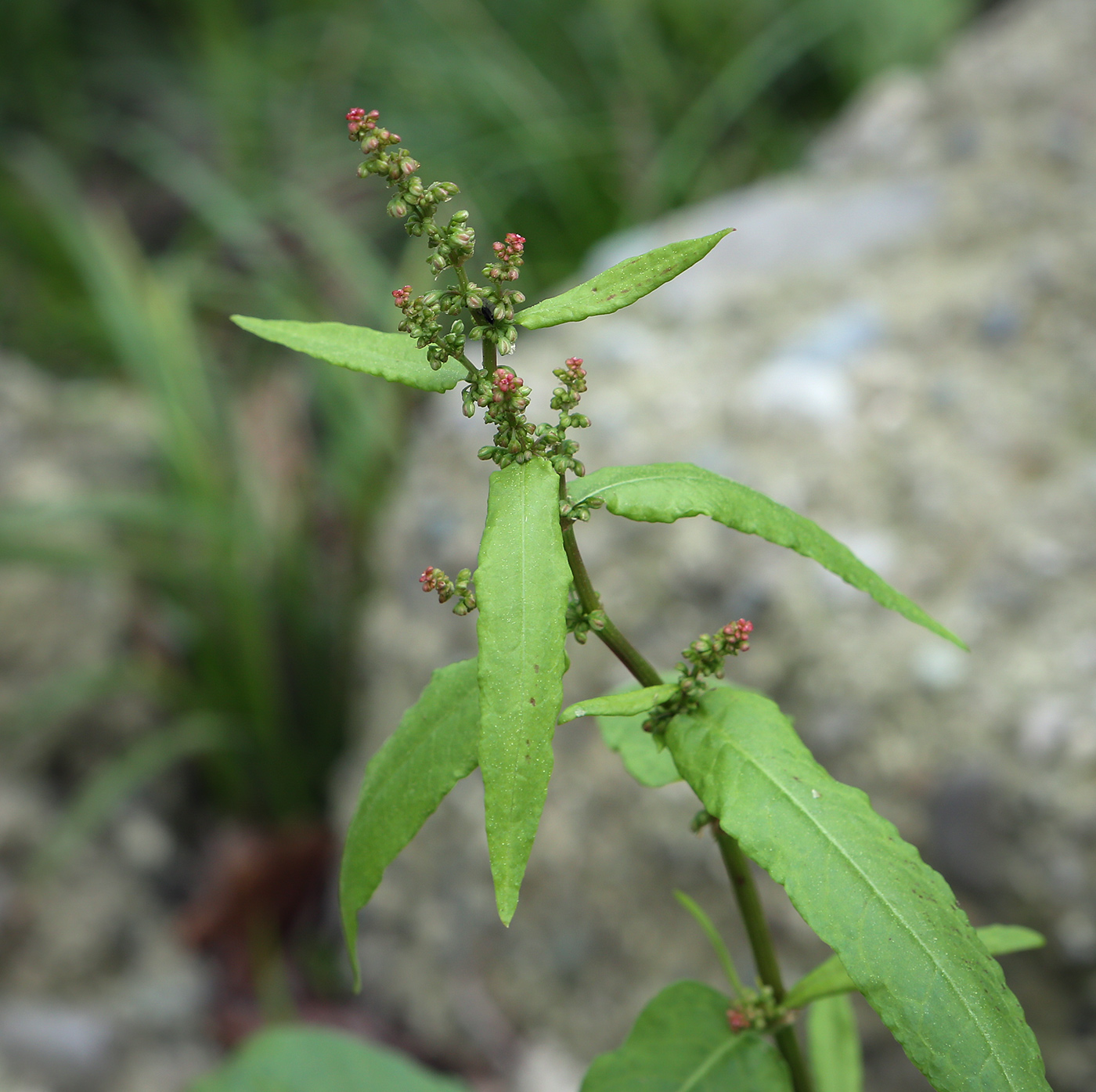 Image of genus Rumex specimen.