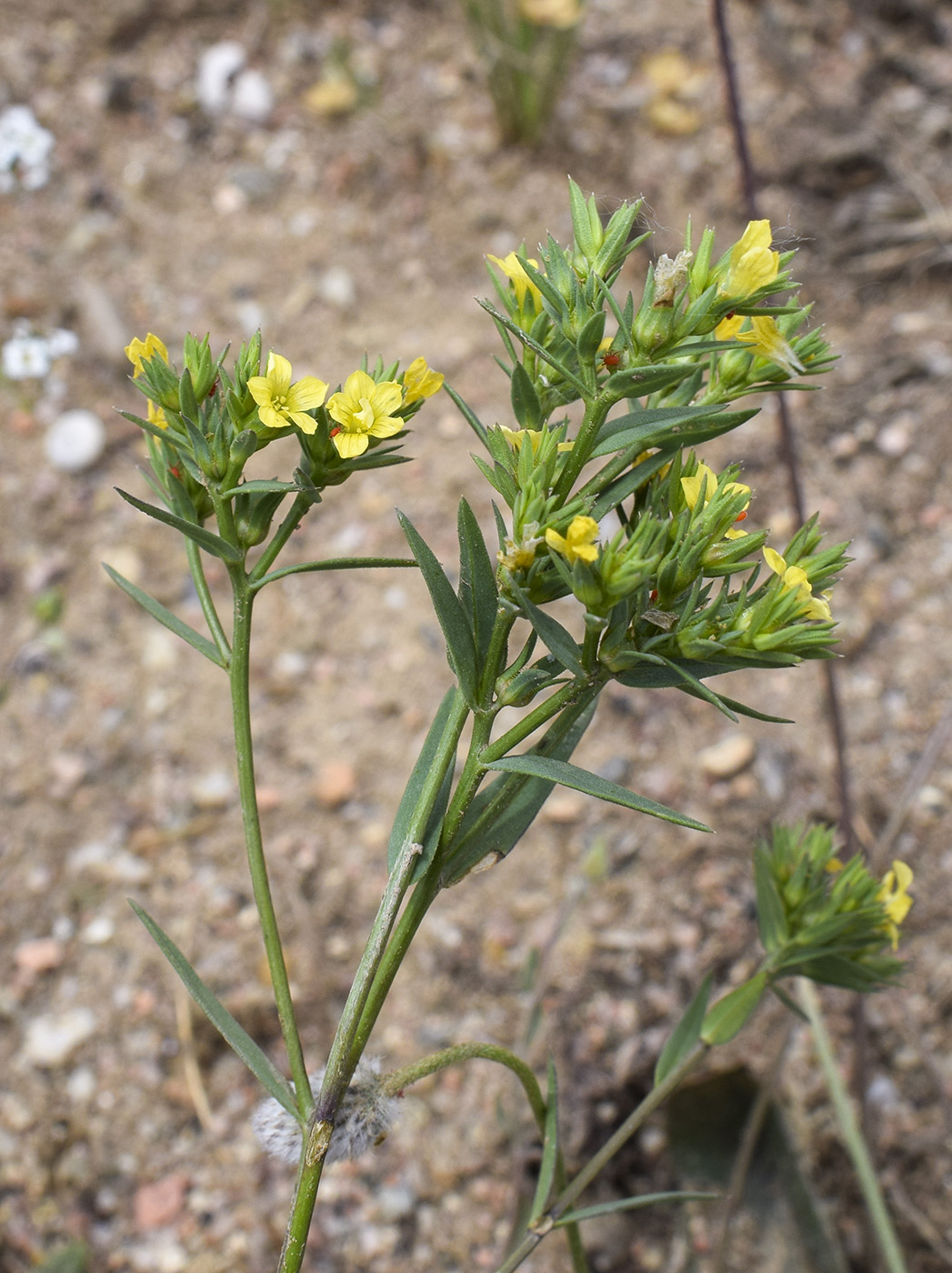 Изображение особи Linum strictum.