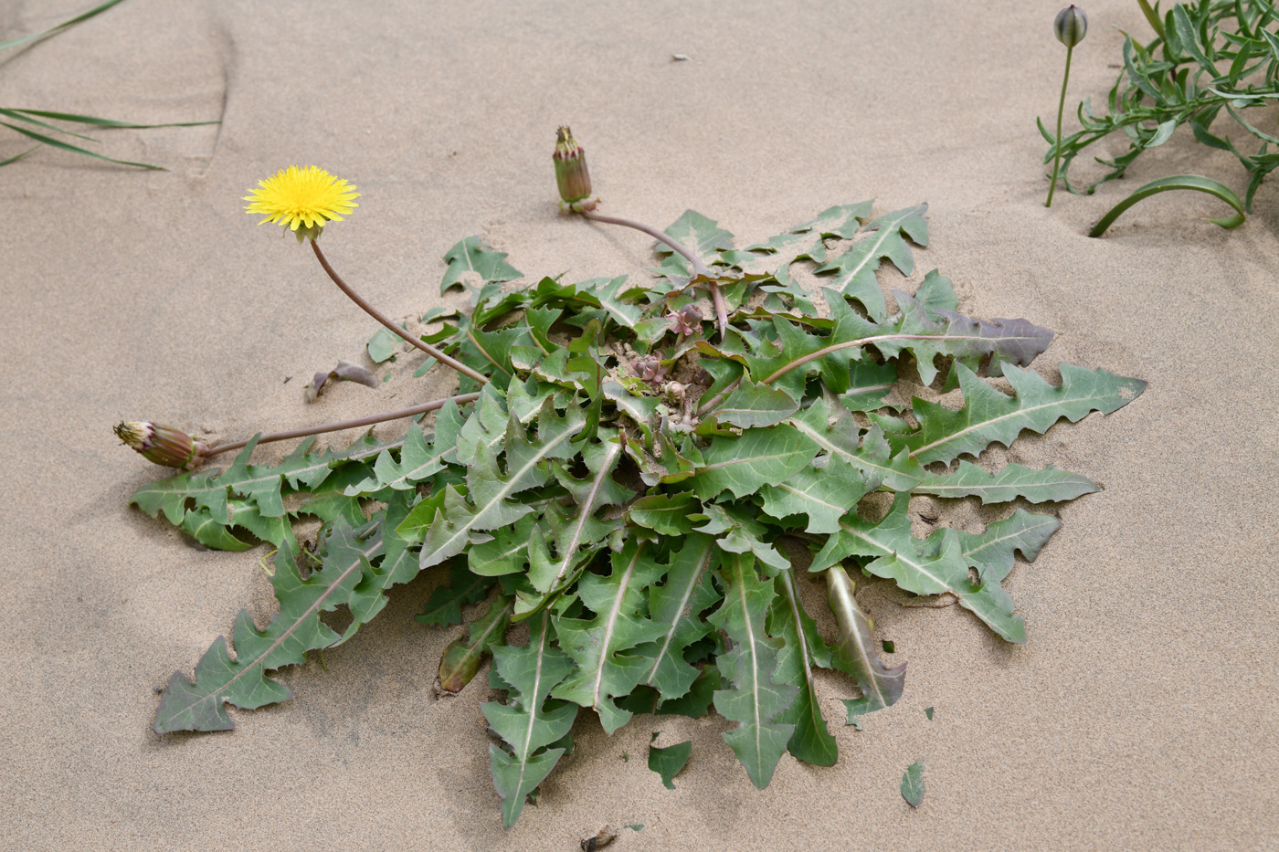 Изображение особи род Taraxacum.