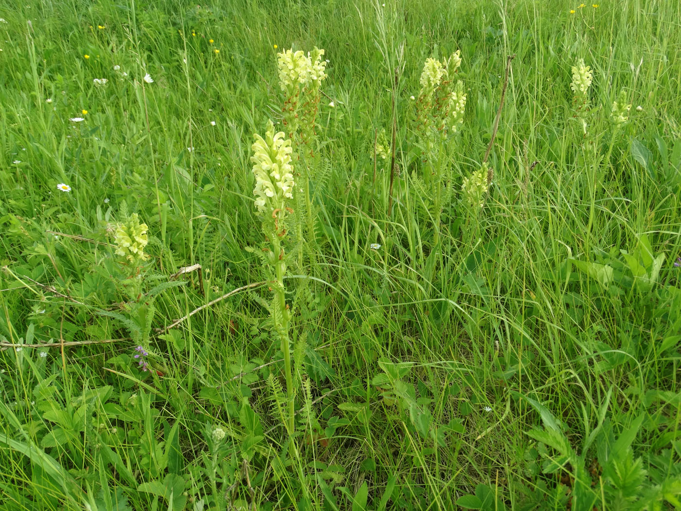 Изображение особи Pedicularis kaufmannii.