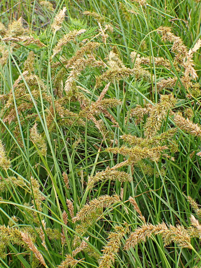 Image of Carex laevissima specimen.