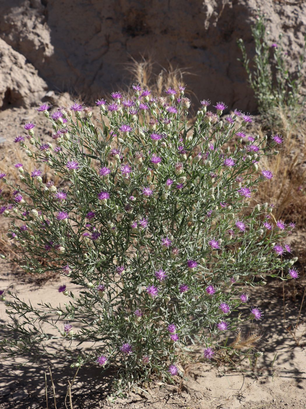 Image of Acroptilon repens specimen.