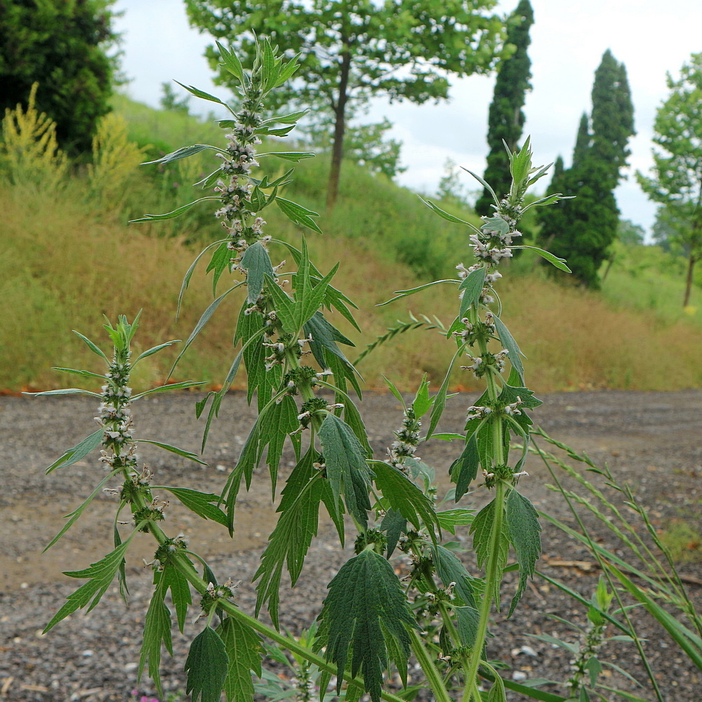 Изображение особи Leonurus quinquelobatus.