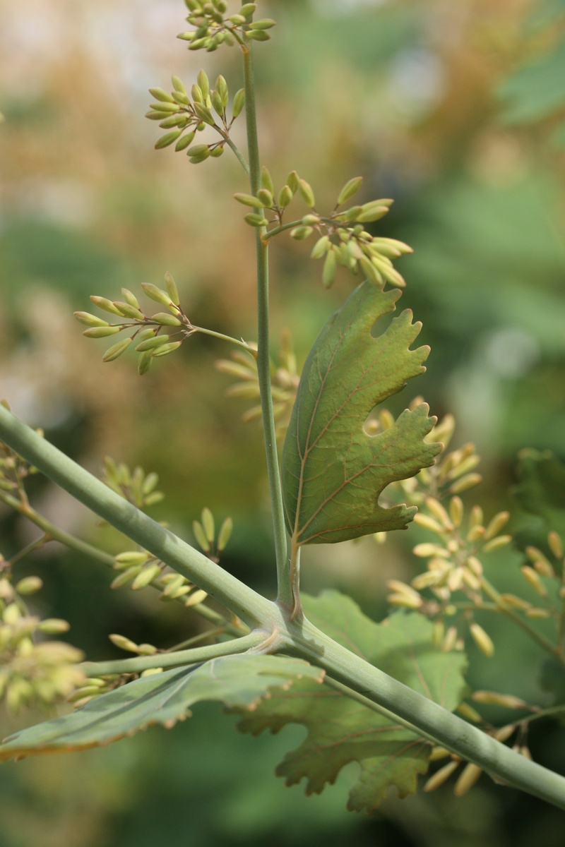 Image of Macleaya cordata specimen.