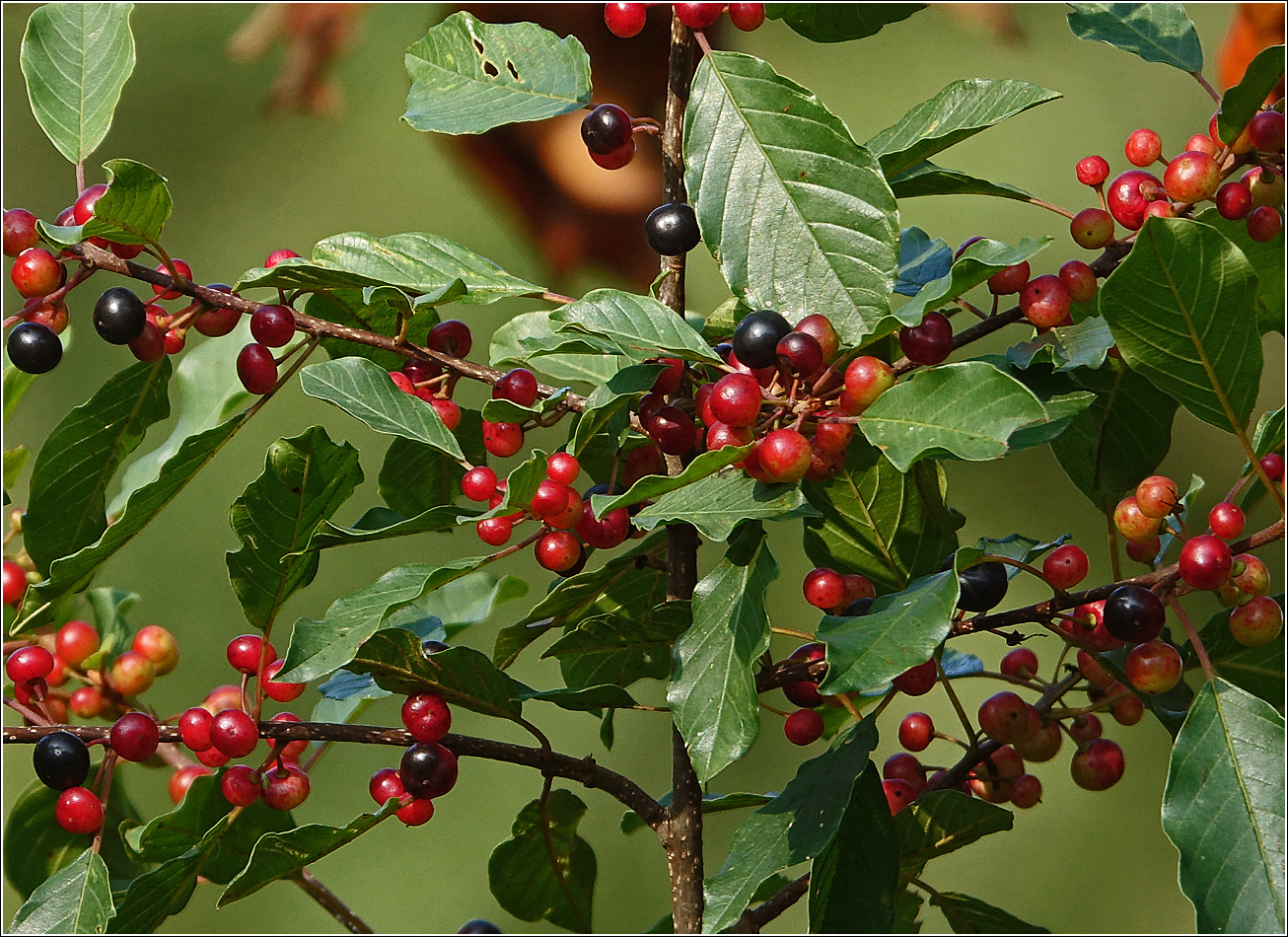 Image of Frangula alnus specimen.