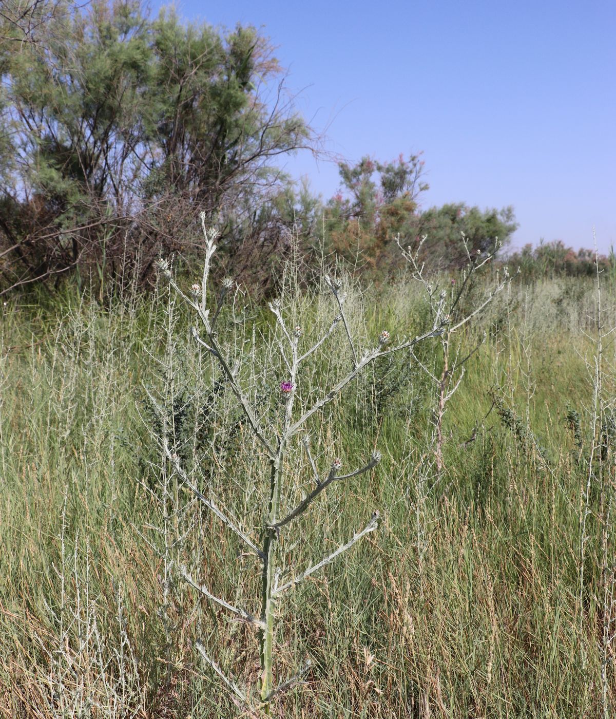 Изображение особи Cousinia platylepis.