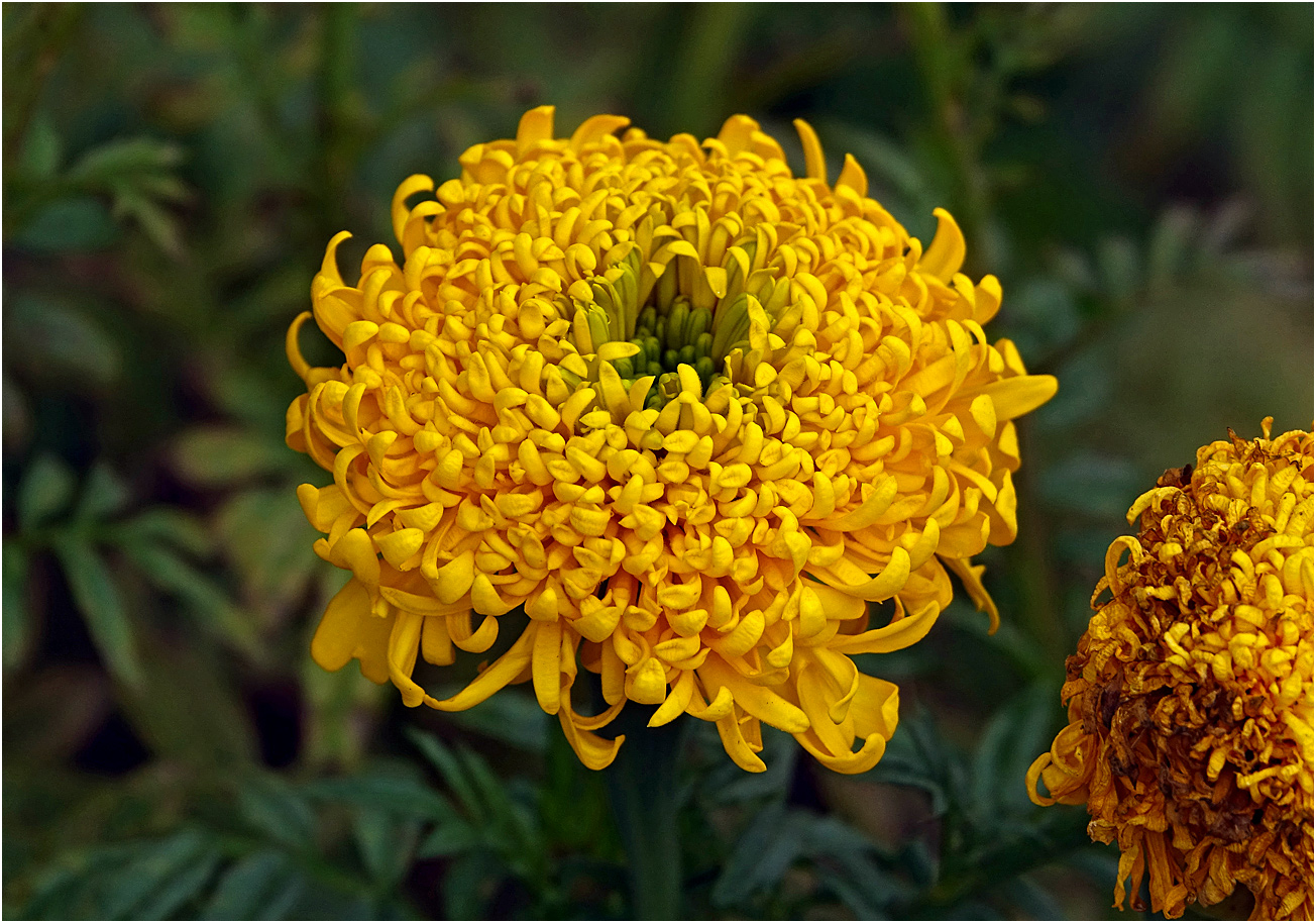 Image of Tagetes erecta specimen.