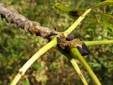 Fraxinus mandshurica. Верхушка побега с почками и черешками листьев. Хабаровский край, окр. г. Комсомольск-на-Амуре, Силинский лесопарк. 23.09.2024.