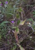 Cichorium intybus