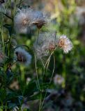 Cirsium arvense. Верхушка побега с распадающимися соплодиями. Тверская обл., Конаковский р-н, долина р. Сестра, луг. 07.09.2024.