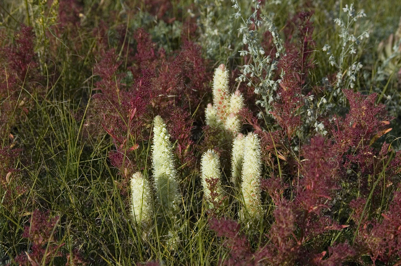 Image of Orostachys malacophylla specimen.