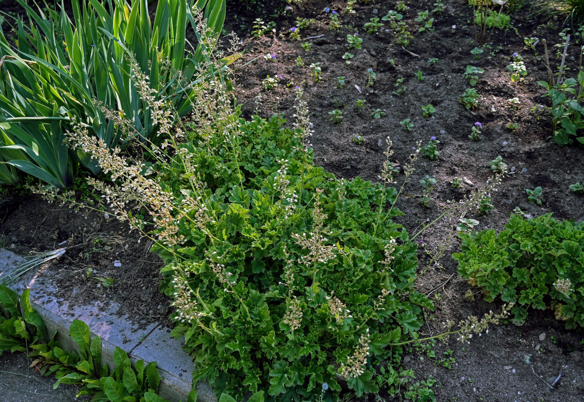 Image of Heuchera maxima specimen.