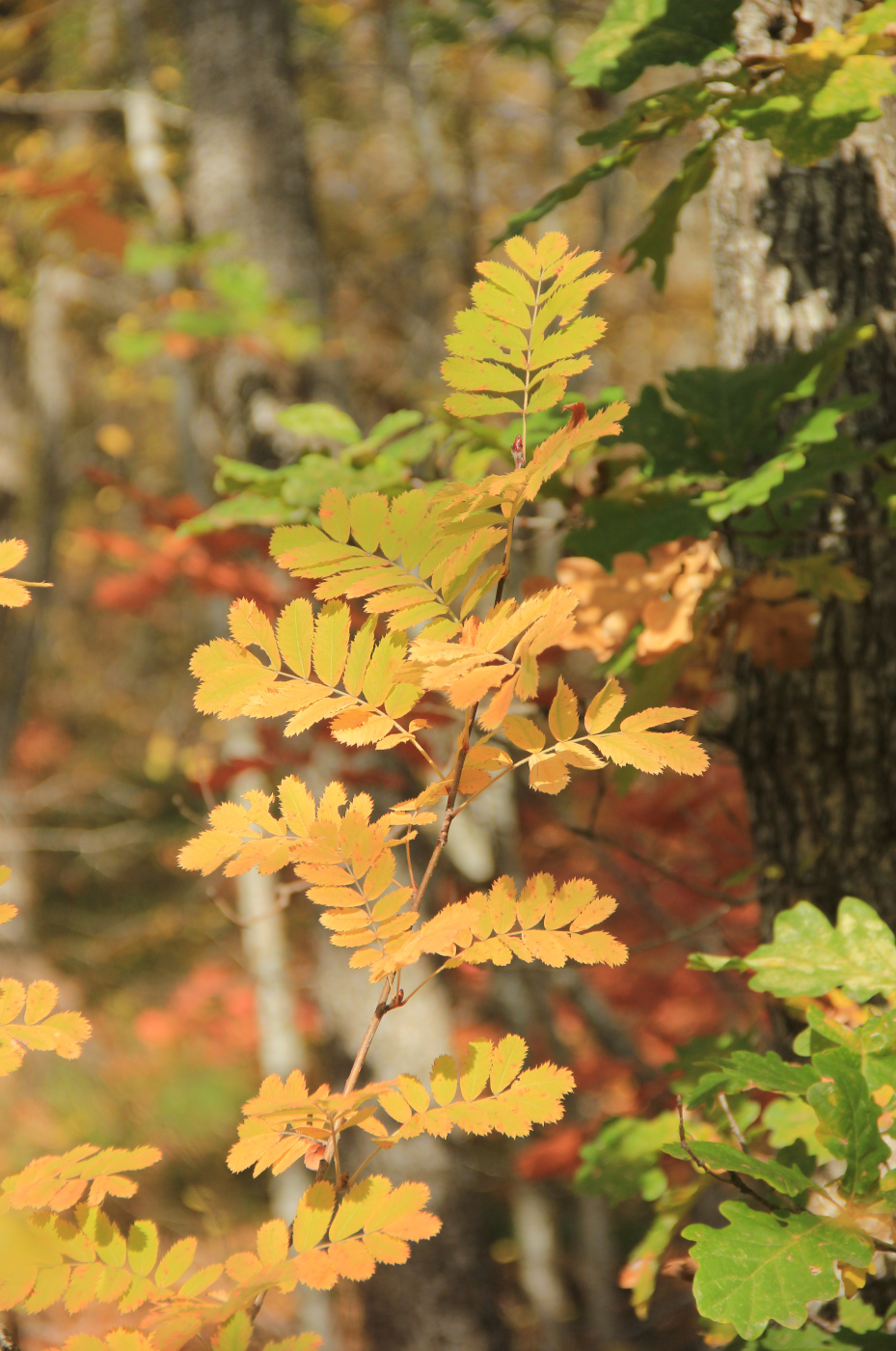 Image of Sorbus domestica specimen.