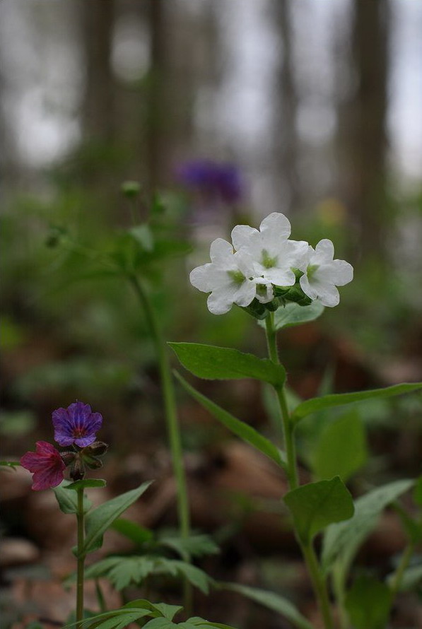 Изображение особи Pulmonaria obscura.