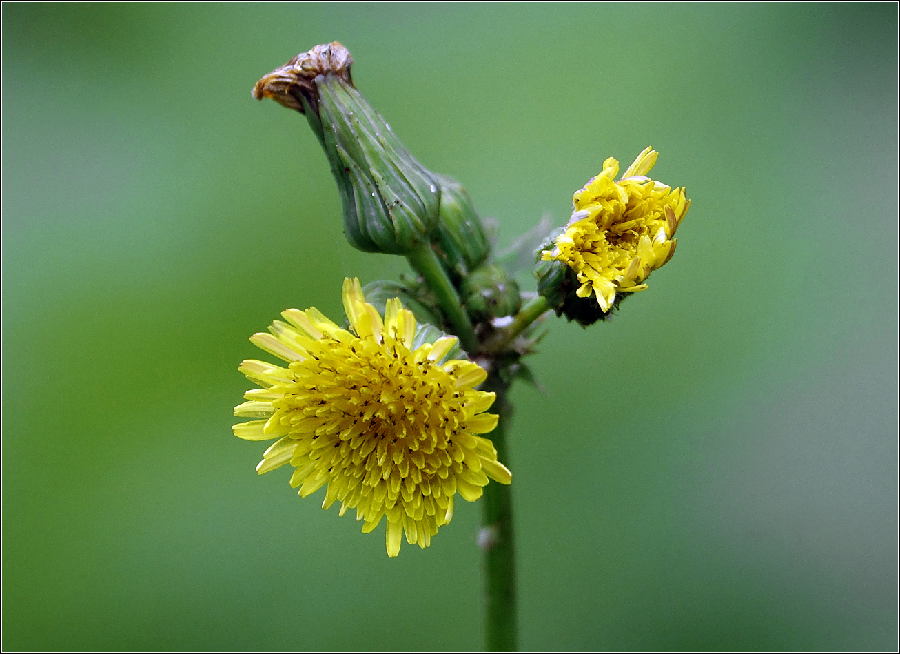 Изображение особи Sonchus oleraceus.