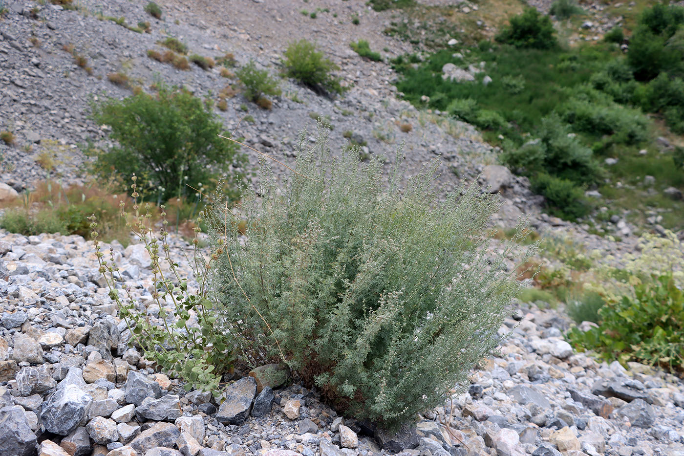 Изображение особи Artemisia persica.