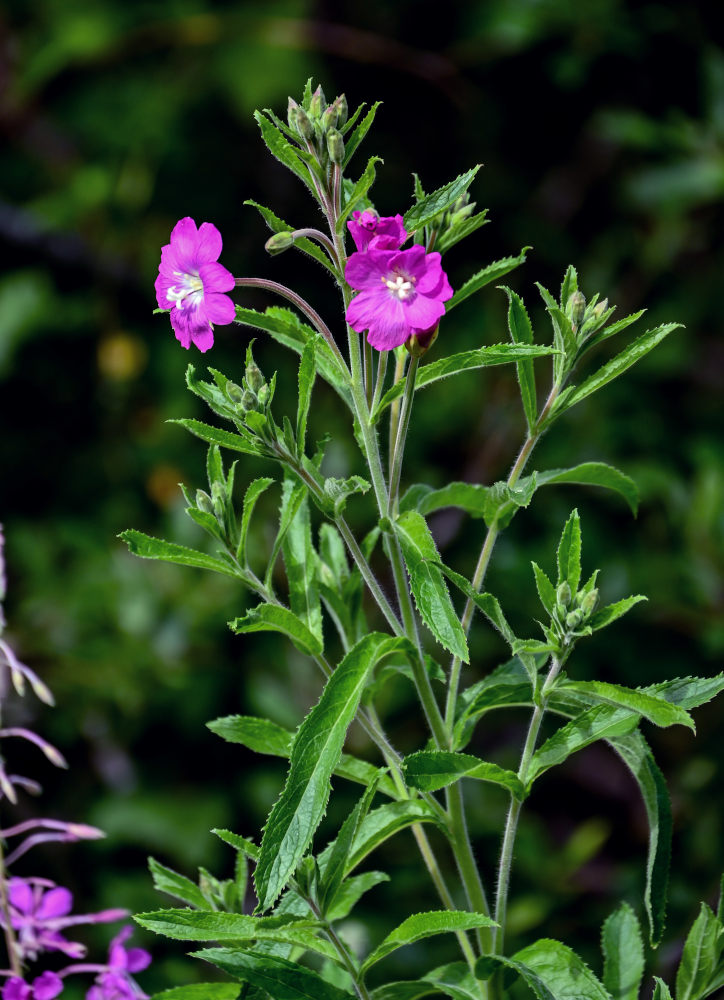 Изображение особи Epilobium hirsutum.