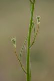 Crepis tectorum. Часть побега с развивающимися пазушными соцветиями. Ростовская обл., Каменский р-н, окр. станицы Калитвенская, сосновый аренный лес, песчаная почва. 10.05.2020.