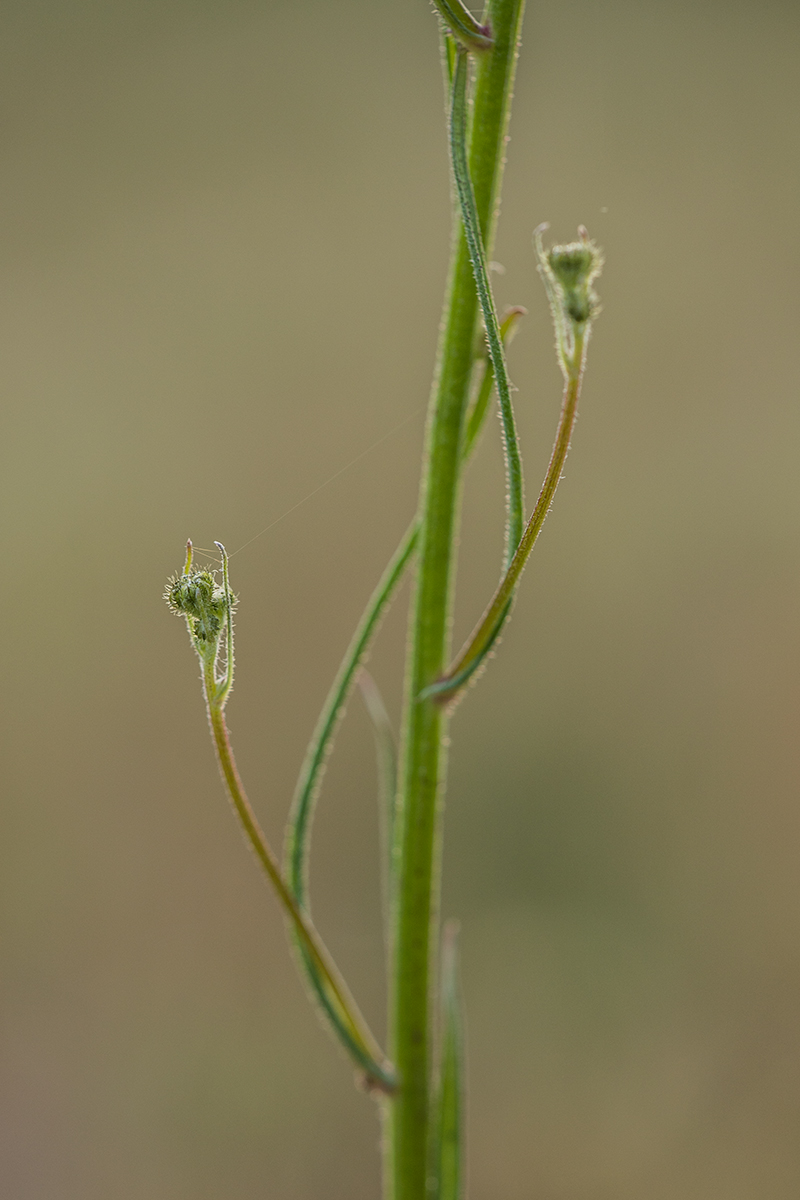 Изображение особи Crepis tectorum.