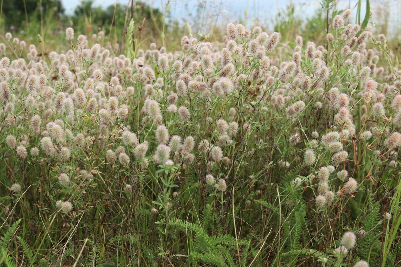 Изображение особи Trifolium arvense.